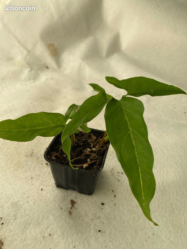 Syngonium Angustatum (image 1)