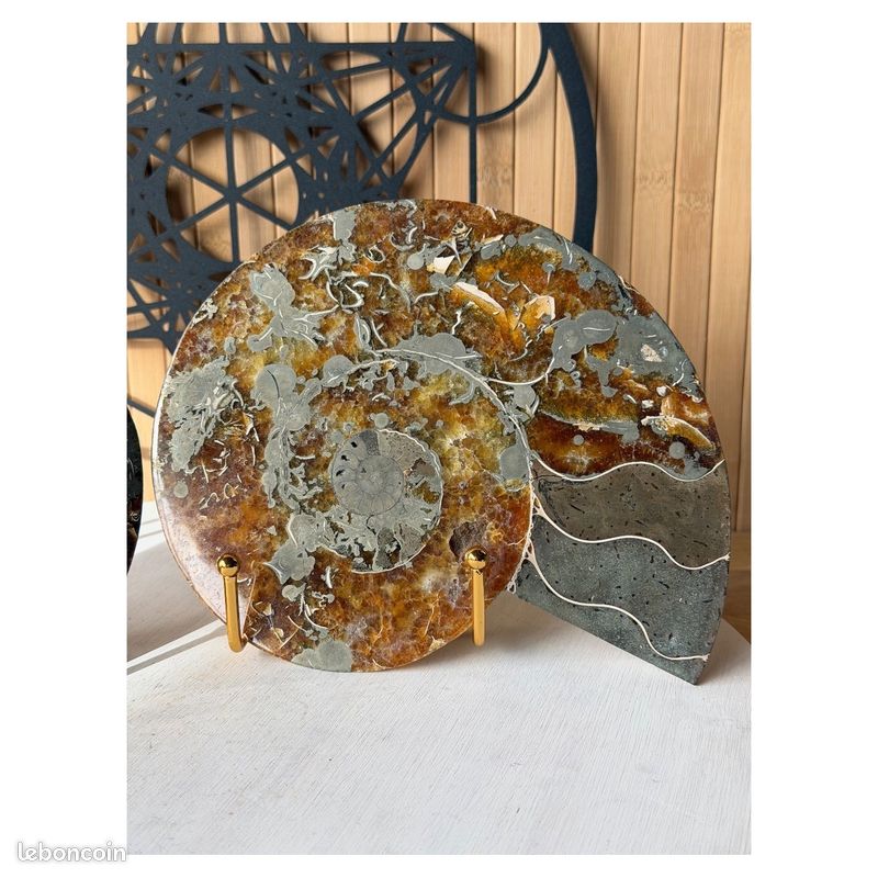 Ammonite (1.71kg) (image 3)