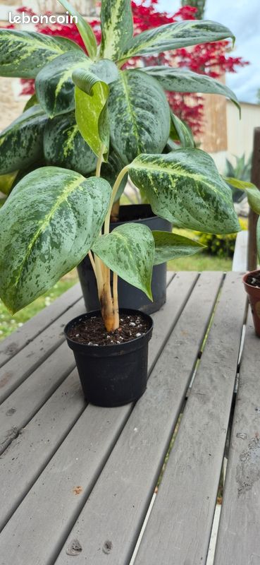 peace and lily Peace Lily 10"