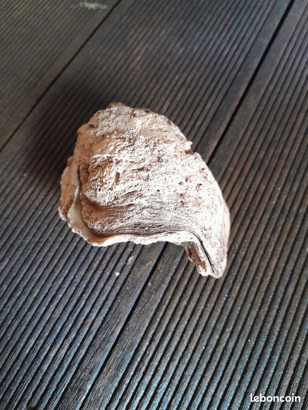 Coque huître fossilisée (image 1)