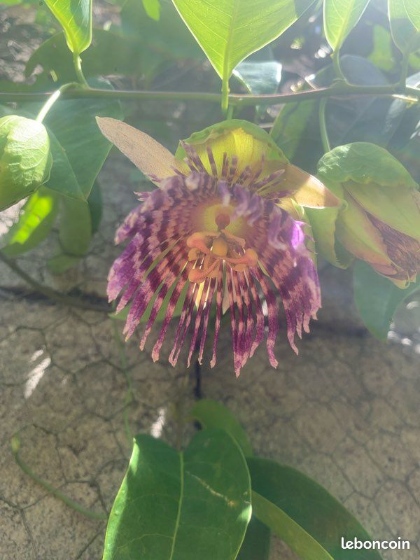Plantes grimpantes à fleurs (image 4)