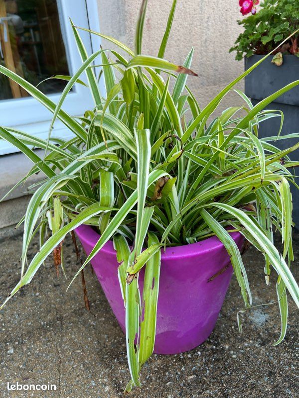 Chlorophytum (image 1)