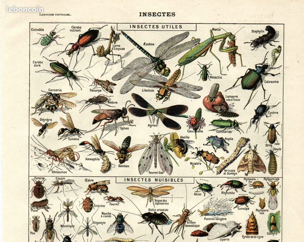 Gravure ancienne. Insectes utiles et nuisibles. A. Millot 1923 Déco (image 2)