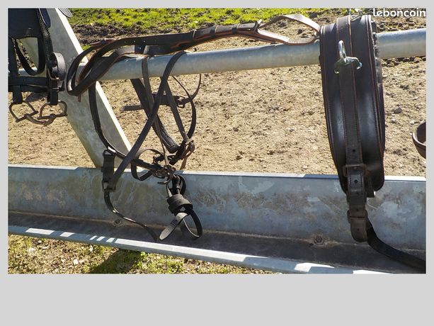 Comment il faut choisir un cheval de selle, d'attelage - connaissances