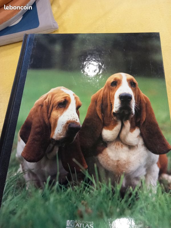 Mon compagnon le chien (image 7)