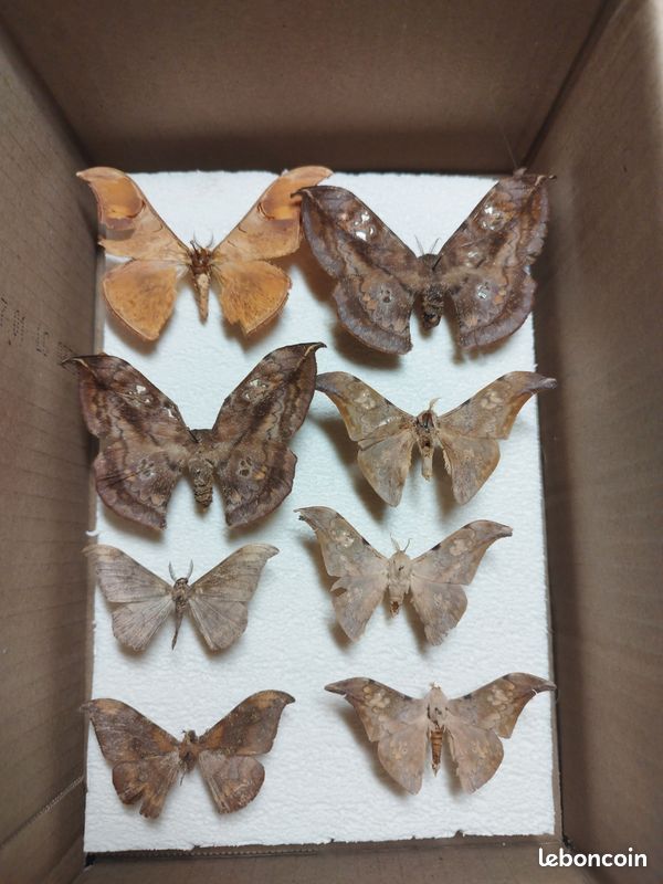 Lot de papillons de nuit (image 1)