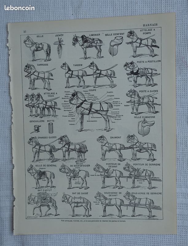 6 gravures anciennes N&B sur le CHEVAL - anatomie, races, équitation, etc. - Larousse 1899 et 1940 (image 4)