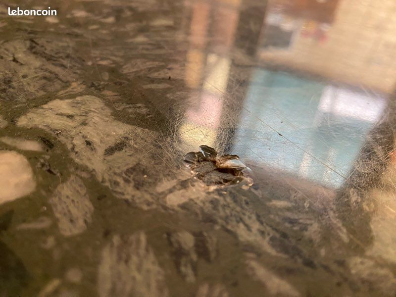 Table basse (image 4)