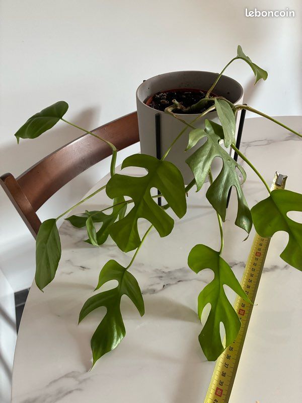 mint monstera deliciosa Mint Variegated Monstera Deliciosa 4