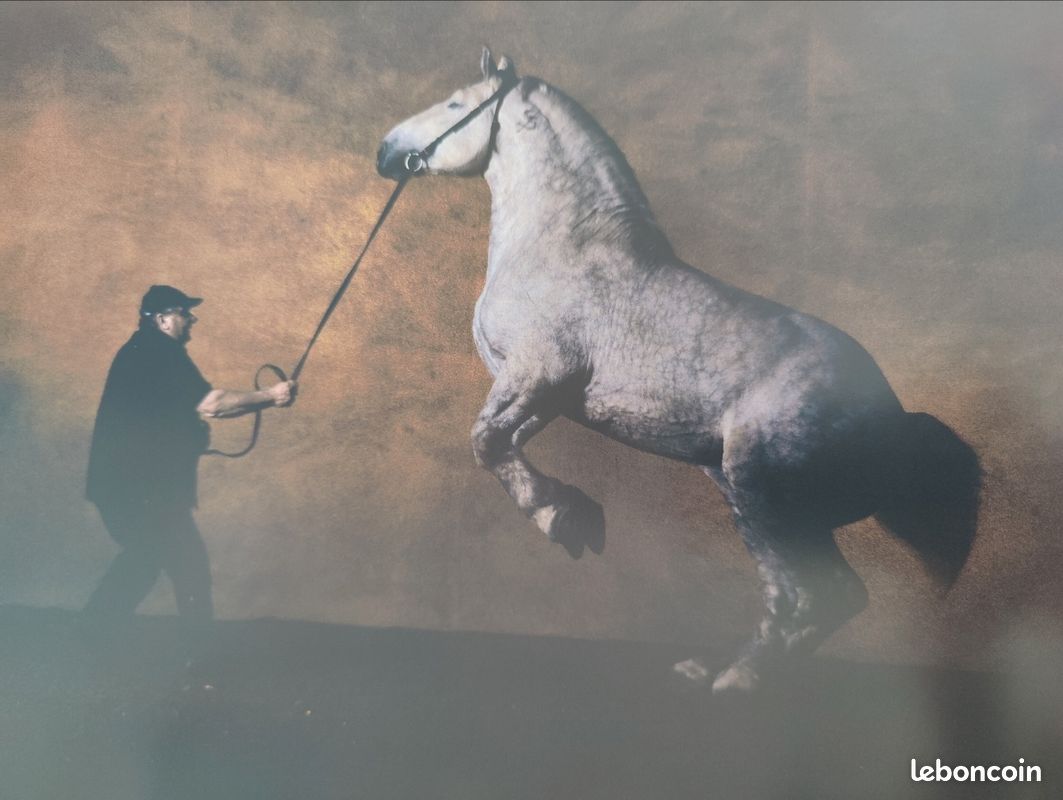Chevaux par Gouraud jean-louis, arthus-bertrand éditions du chêne (image 15)