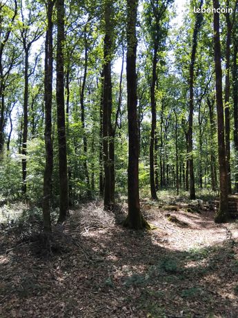 Parcelle forêt deux sèvres