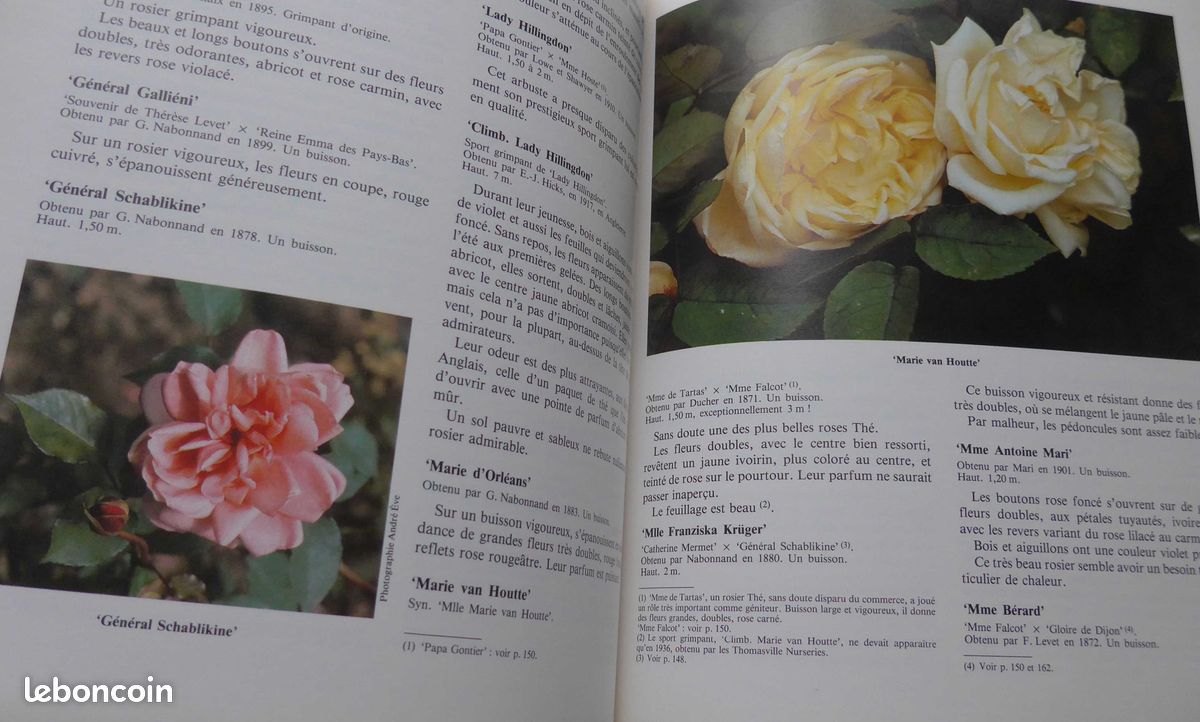 ROSES ANCIENNES et ROSES SAUVAGES DU MONDE par Charlotte Testu : le livre de référence (image 5)