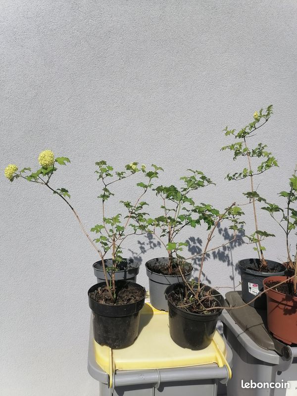 Plants de viorne (boule de neige) (image 4)
