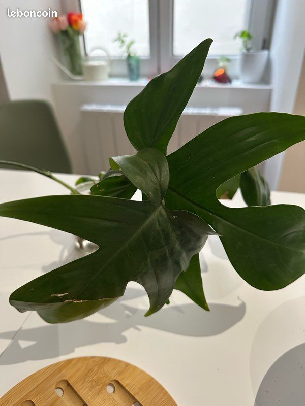 philodendron golden saw vs golden crocodile Philodendron Golden Crocodile in 4” Pot – Tropical Houseplant – Plant Vault