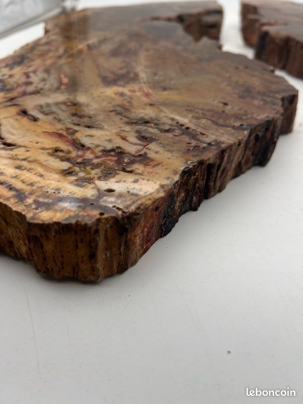 Tranche de Bois fossilisé en deux partie (image 5)