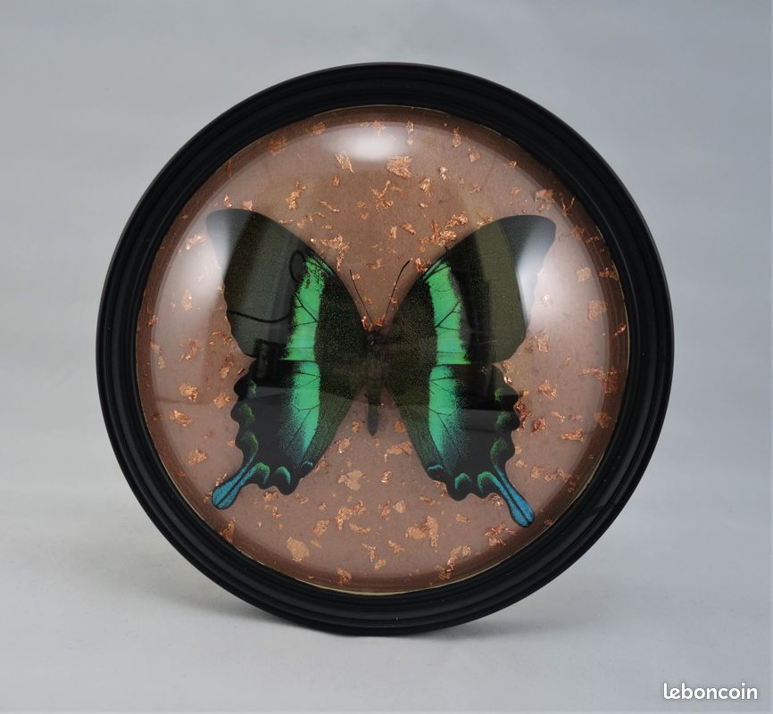 Véritable papillon encadré (image 1)
