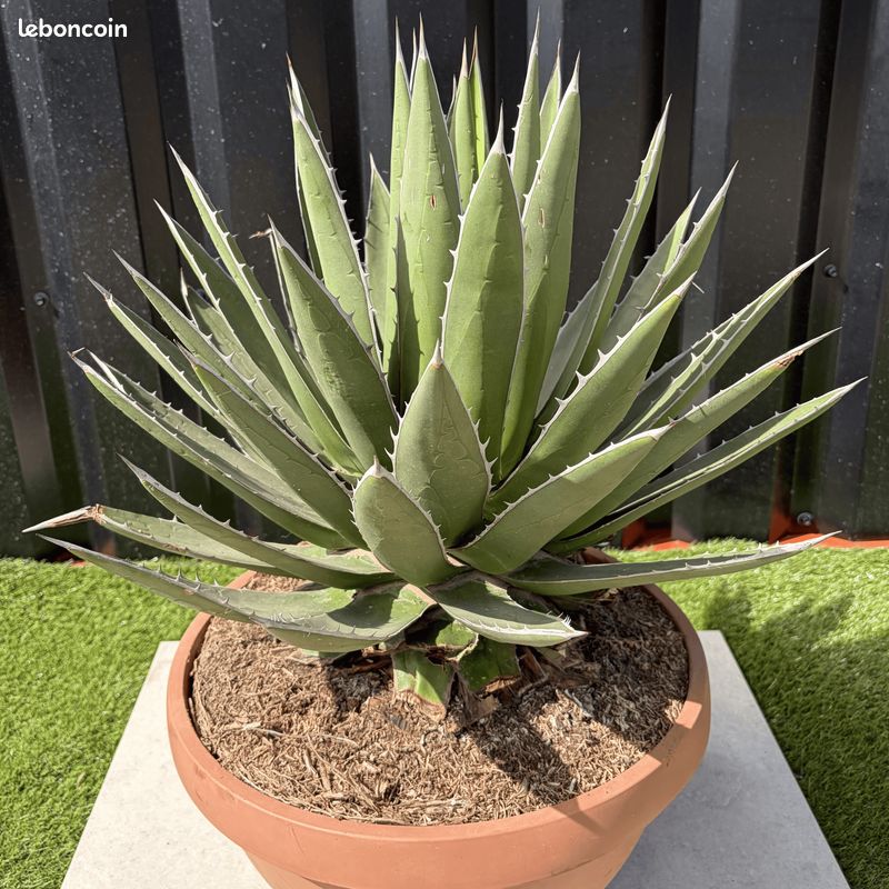 Agave Ghiesbreghtii Pot 14 Litres Hauteur 60 cm - Jardin & Plantes