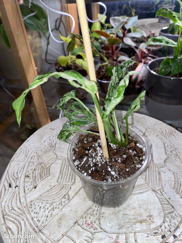 Monstera adansonii Frozen Freckles 1 - Jardin & Plantes