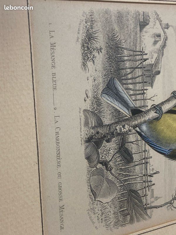Gravure ancienne - Mésange bleue - Grande mésange - Buffon - 1853 (Sans reliure) (image 6)