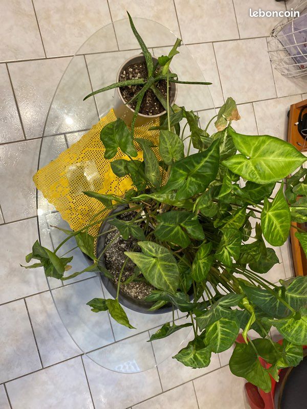 Table basse en verre (image 4)