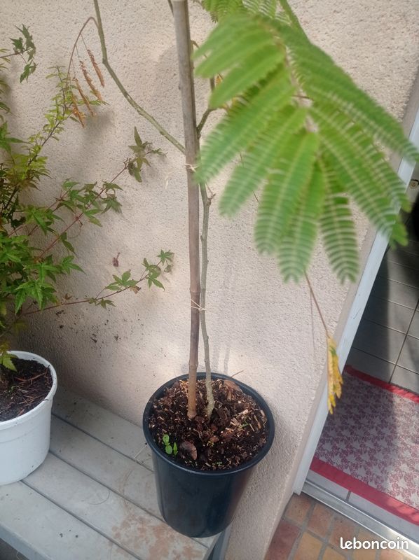Albizia, Arbre a Soie, arbuste 3a extérieur (image 8)