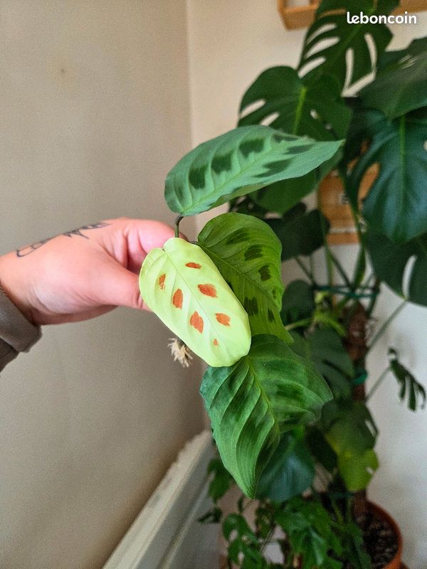 RARE - Maranta Leuconeura Raspberry Variegata - Jardin & Plantes