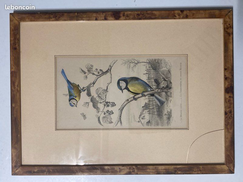 Gravure ancienne - Mésange bleue - Grande mésange - Buffon - 1853 (Sans reliure) (image 11)