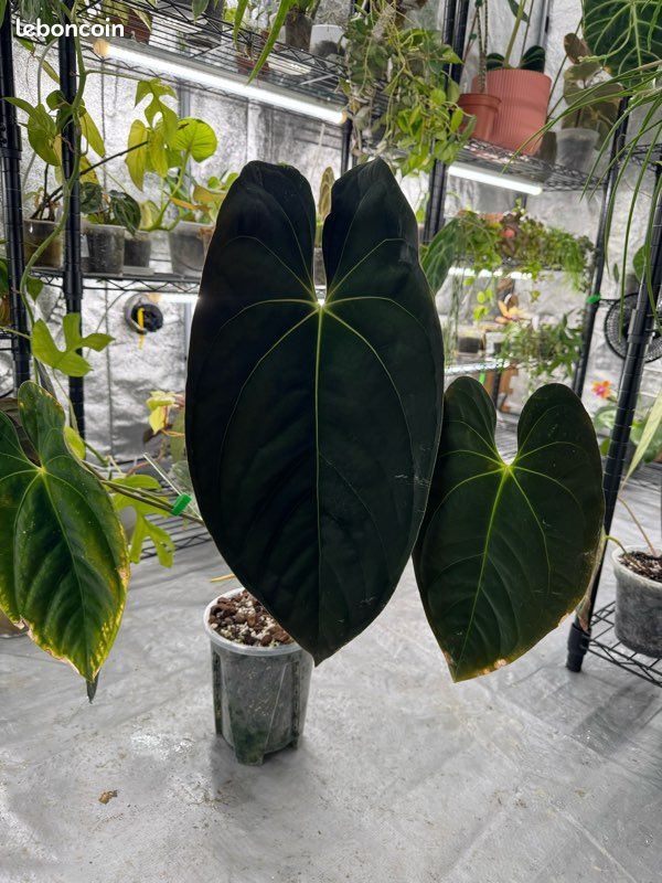 Seedling Anthurium papi x red crysta (image 6)