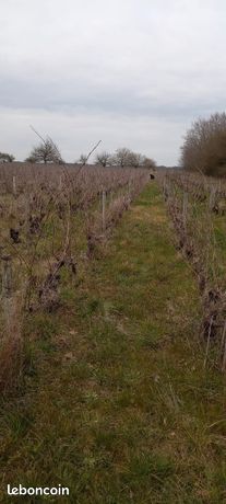 Vignes Vouvray/Rochecorbon vente parcelle