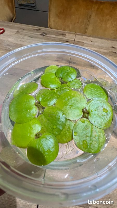 Plante Flottante Aquarium Bassin Grenouillette Hydrocharis laevigata -  Jardin & Plantes