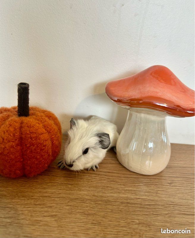 Cochon d’Inde (image 2)