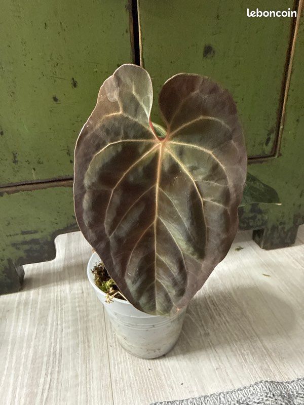 agave pflanze kaufen Agave "Agnes