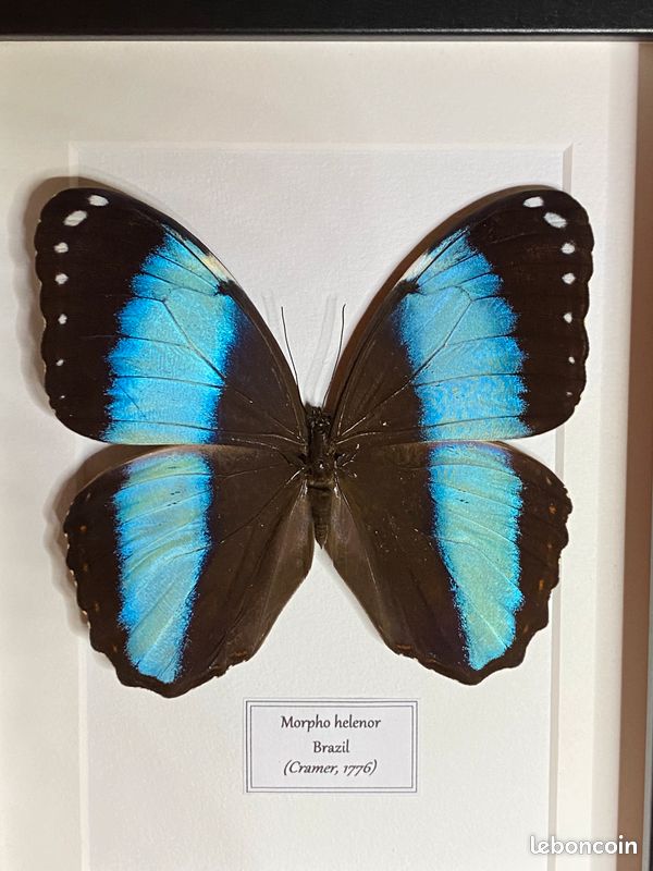 Papillon Morpho Rhetenor Helena Femelle En Cadre - Collection Entomologie Belgique