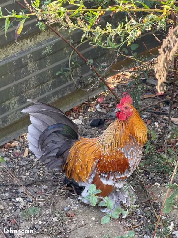 Coq sabelpoot (image 1)