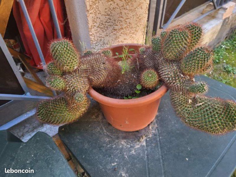 Grand cactus en pot - plante dcorative et robuste - Jardin & Plantes