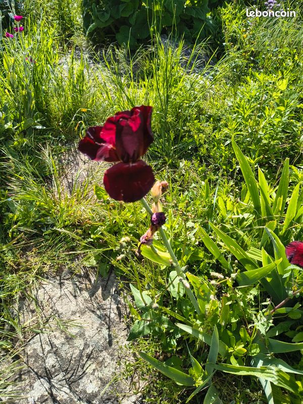 Plant de coriandre vietnamienne (image 6)