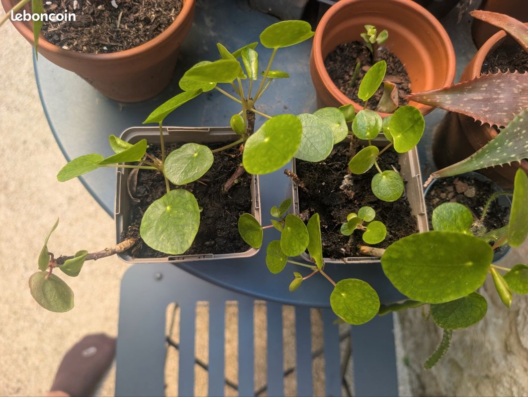 đż PrĂ©-commande de boutures â plantes dâintĂ©rieur (image 1)