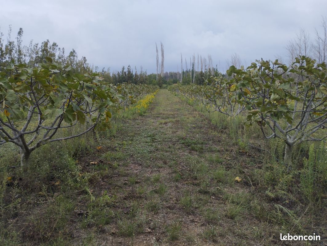 Terrain agricole · à Salses-le-Château · 17 000 €