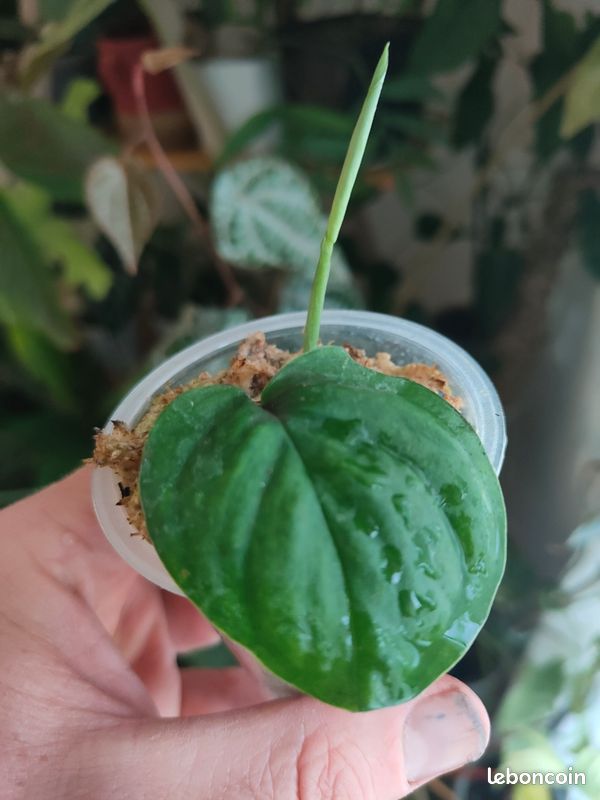 Monstera Dissecta - Jardin & Plantes