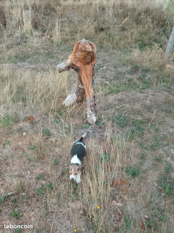 Chiot beagle (image 1)