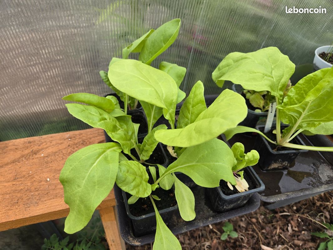 Plants de capucines, bettes, soucis... (image 1)