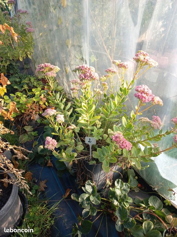 Vends plantes vivaces et petits fruits (image 4)