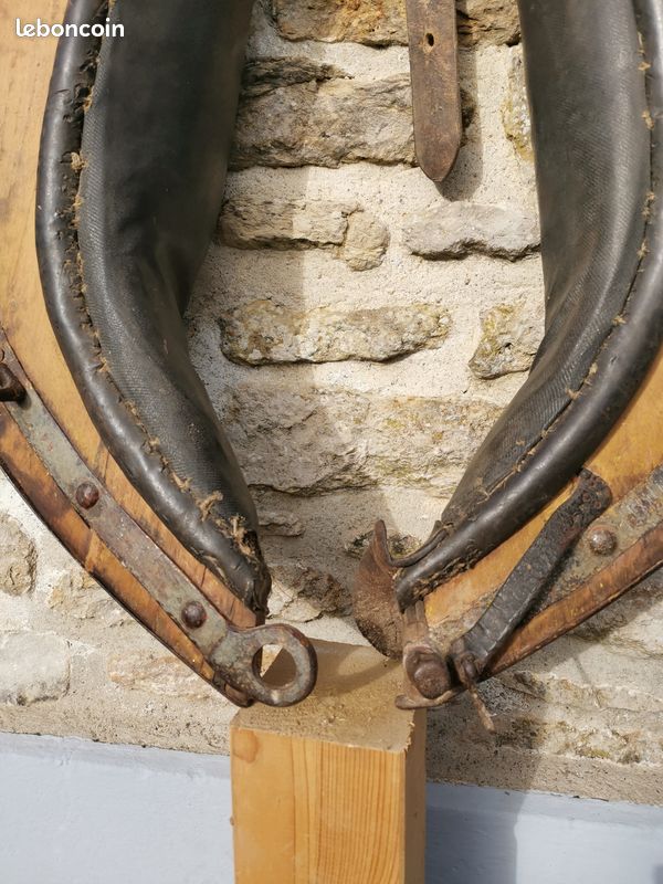 Collier de cheval (image 3)