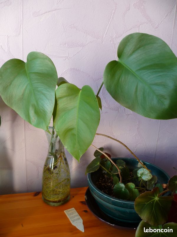 Bouture philo monstera bien racinée Dijon -2 (image 1)