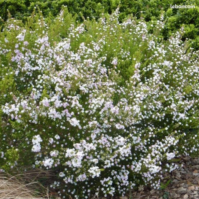 Diosma sunset gold (image 1)