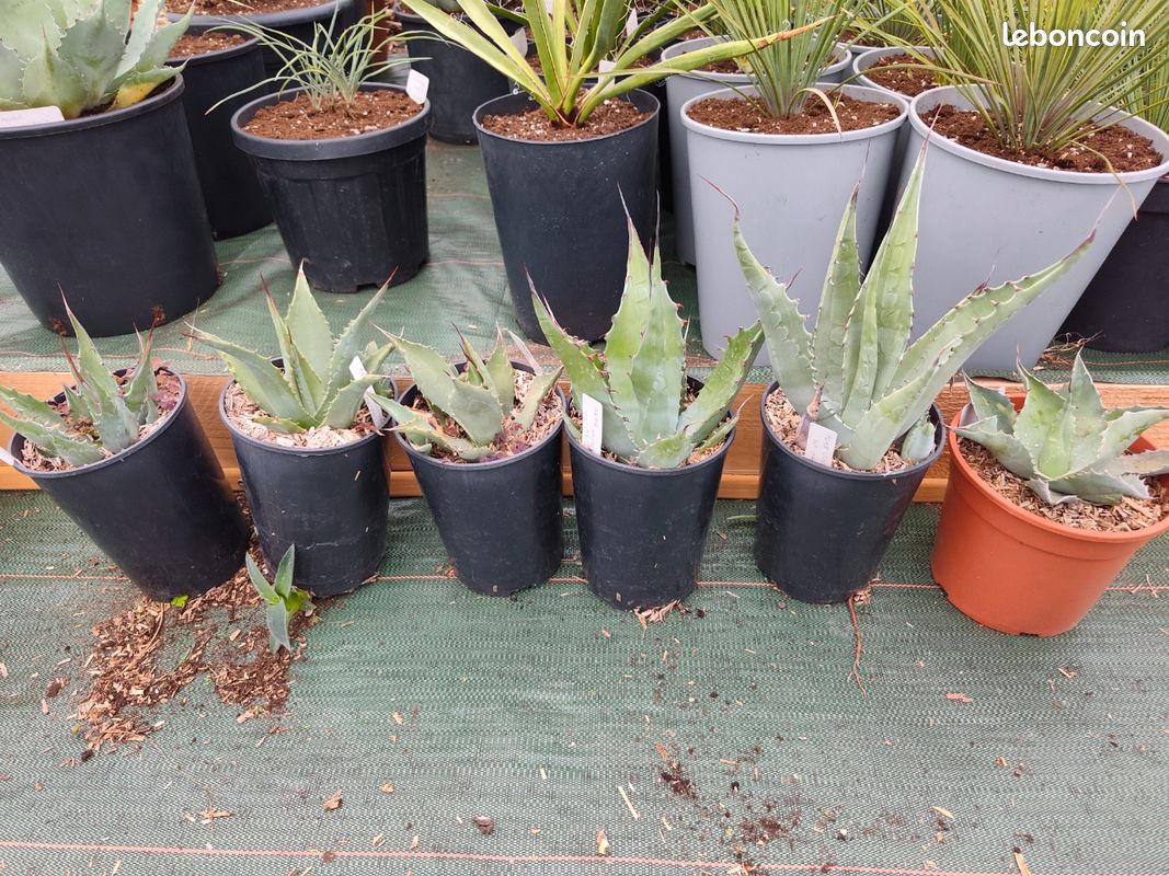 Lot de 6 agaves (image 1)
