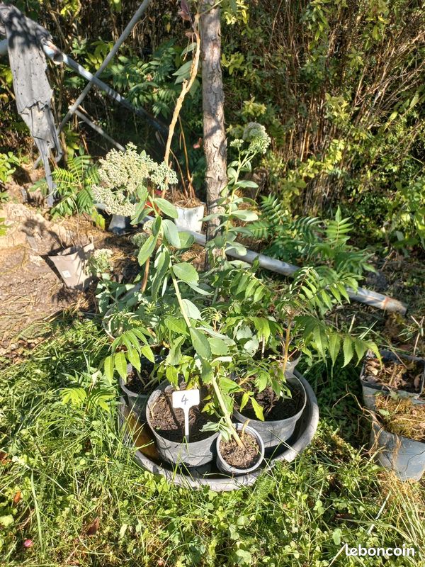 Vends plantes vivaces et petits fruits (image 2)