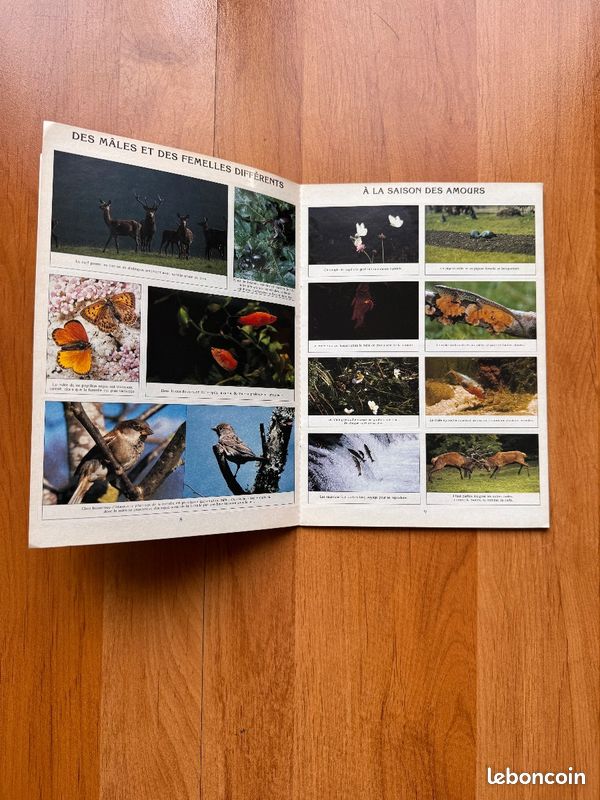 Album Panini Decouverte Les Animaux et leurs petits vintage 1990 collection biologie (image 4)