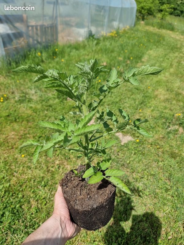 Plants de tomates (image 1)