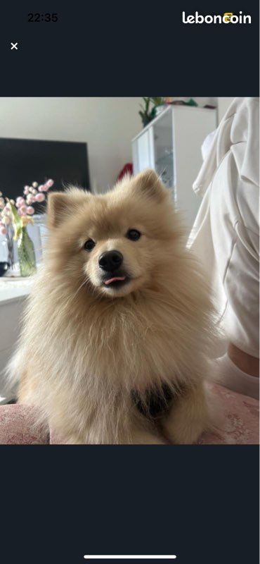 Saillie spitz allemand (image 1)